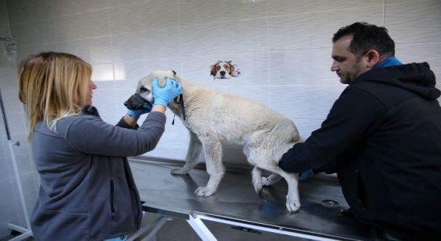 1 yılda 40 bin can dosta şefkat eli uzandı  