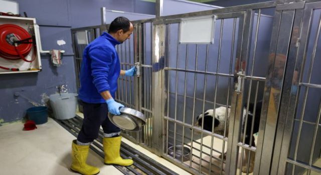 Buca’nın can dostlarına “beş yıldızlı” bakım