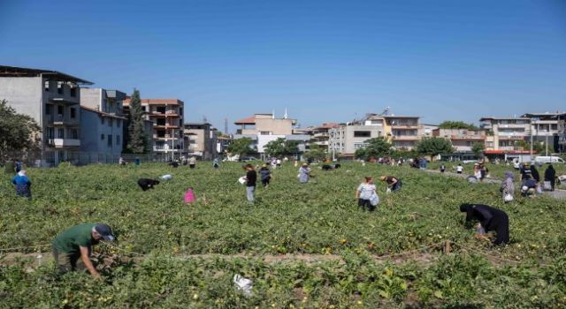 Toprağa dokunan kadınlar, geleceği yeşertiyor