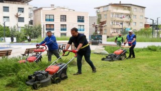 Buca'da kapsamlı kosa seferberliği