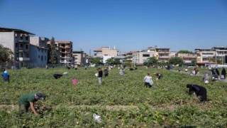 Toprağa dokunan kadınlar, geleceği yeşertiyor