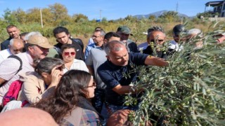 Buca’da “Sertifikalı Zeytin Budama Eğitimi” tamamlandı
